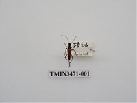 藏品(黑條細花天牛)的圖片